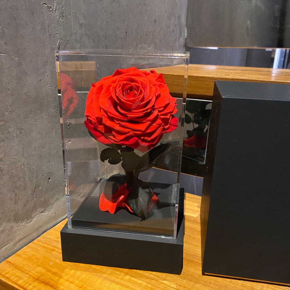 Enchanted_Rose_Red_MainCover